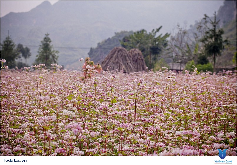 Lễ hội Hoa tam giác mạch hà giang 2016